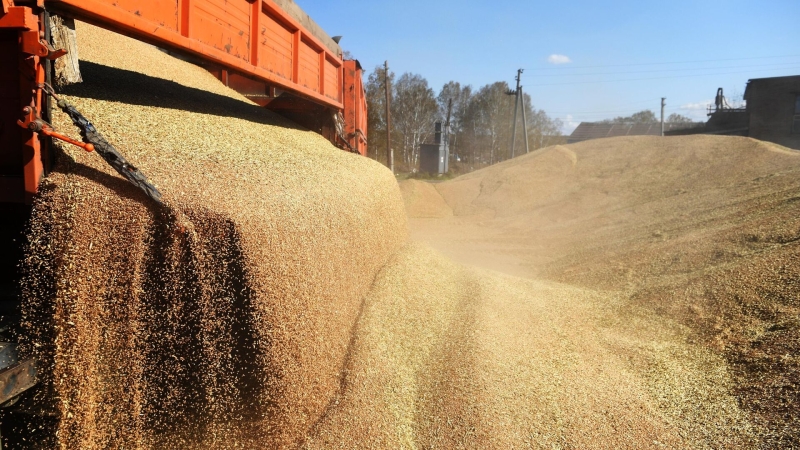 Путин пообещал поставить на мировые рынки более 50 миллионов тонн зерна