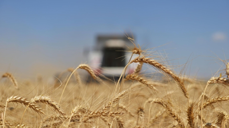 СМИ: главы регионов предложили ограничить долю иностранцев на рынке зерна