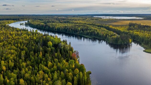 Стоимость российского леса оценили