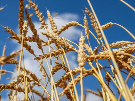 Правительство Пакистана одобрило закупку 450 тыс. тонн российской пшеницы