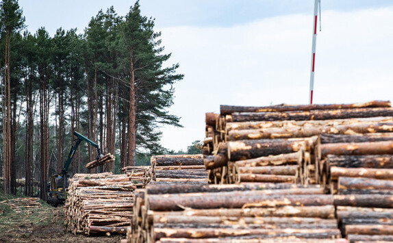 Вывоз российского леса сократился